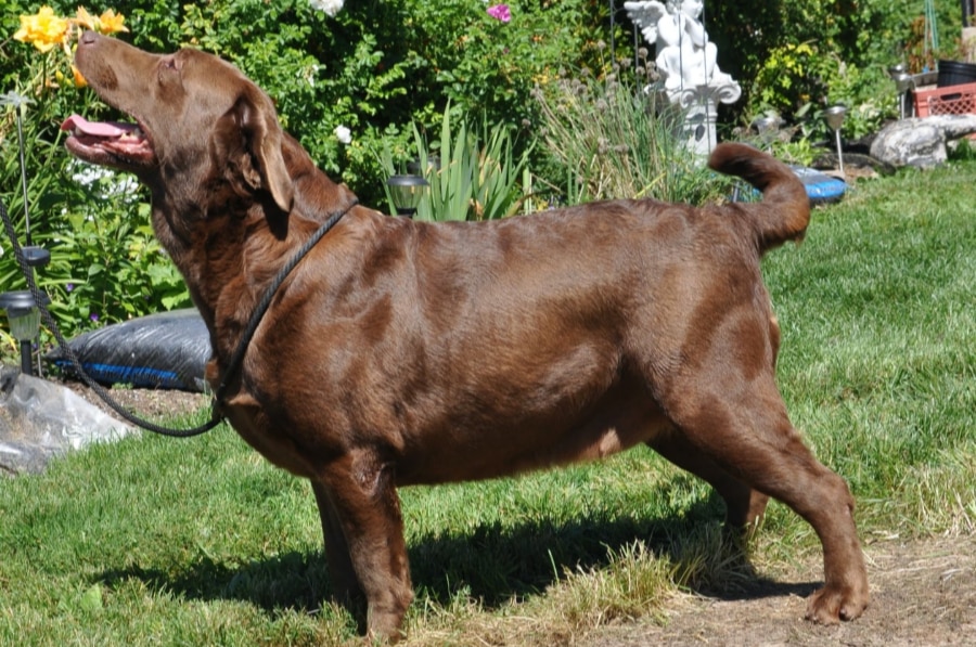 Huntsdown Kennels has been breeding quality English Type Labradors since 1976. We are a proud Canadian Kennel Club member.