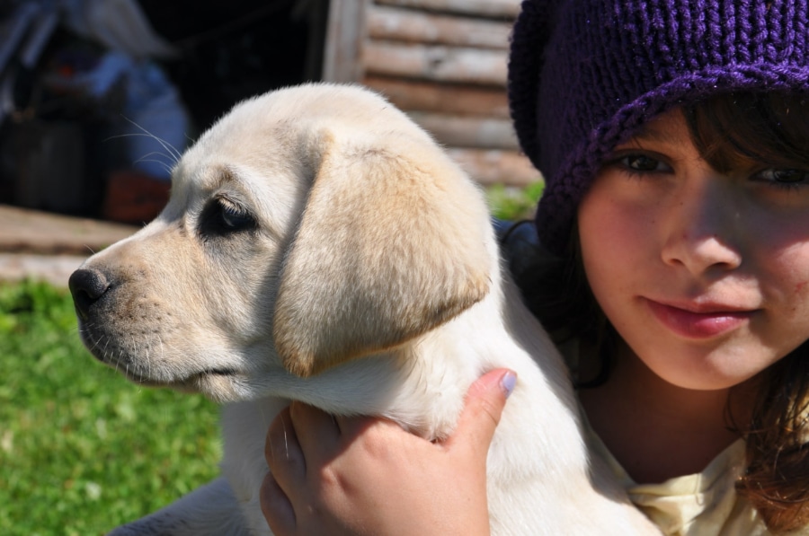 Labrador retriever outlet kennel