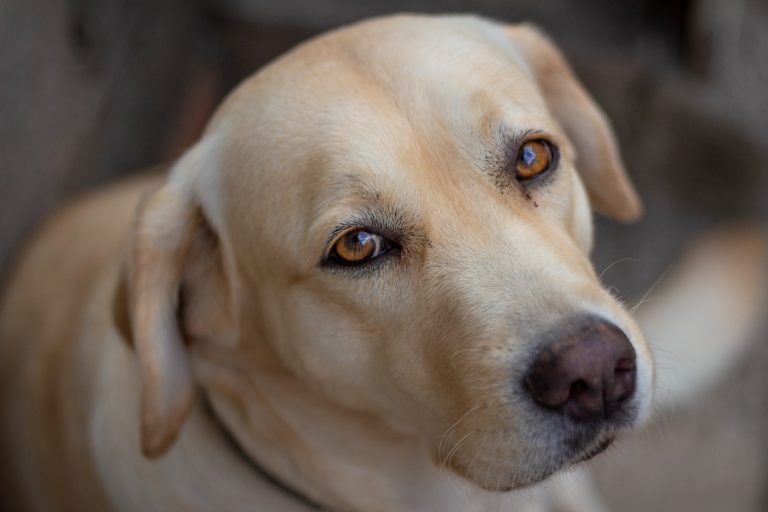 example-dog-huntsdown-labrador-retrievers