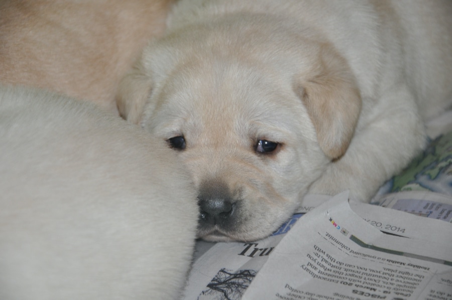 Huntsdown Labradors - Our Current & Upcoming Litters