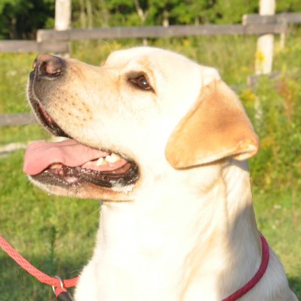Huntsdown Labrador Retrievers - English Type Labradors Bred For Type, Temperament, and Trainability